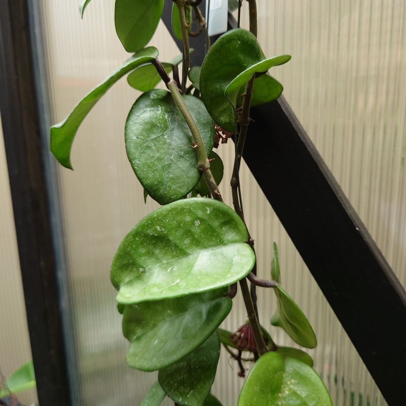 セール　レア　珍種　ホヤ　Hoya chloroleucha サクララン セール 珍種 レアホヤ Hoya carnosa Brazil サクララン - メルカリ