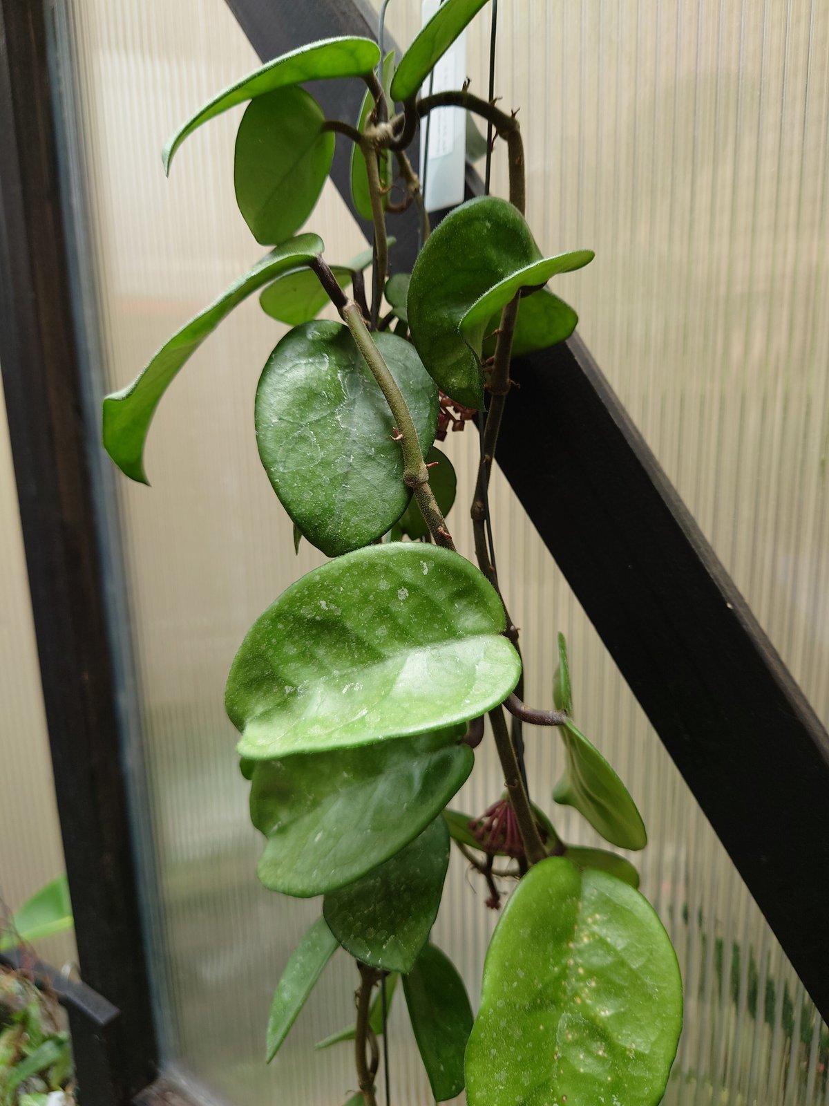 セール　レア　珍種　ホヤ　Hoya chloroleucha サクララン レア 原種 ホヤ ロビー ブラック サクララン 鉢花 吊鉢 インドア