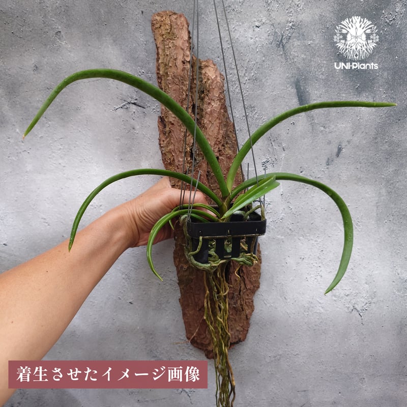 洋蘭 原種 洋らん Holcoglossum. lingulatum 開花株 鉢植え 洋蘭原種 (036) 再入荷 Holcoglossum lingulatum