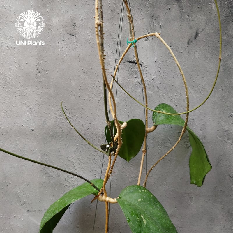 Hoya cv.elephant(AH027) Hoya priktai or Hoya AH