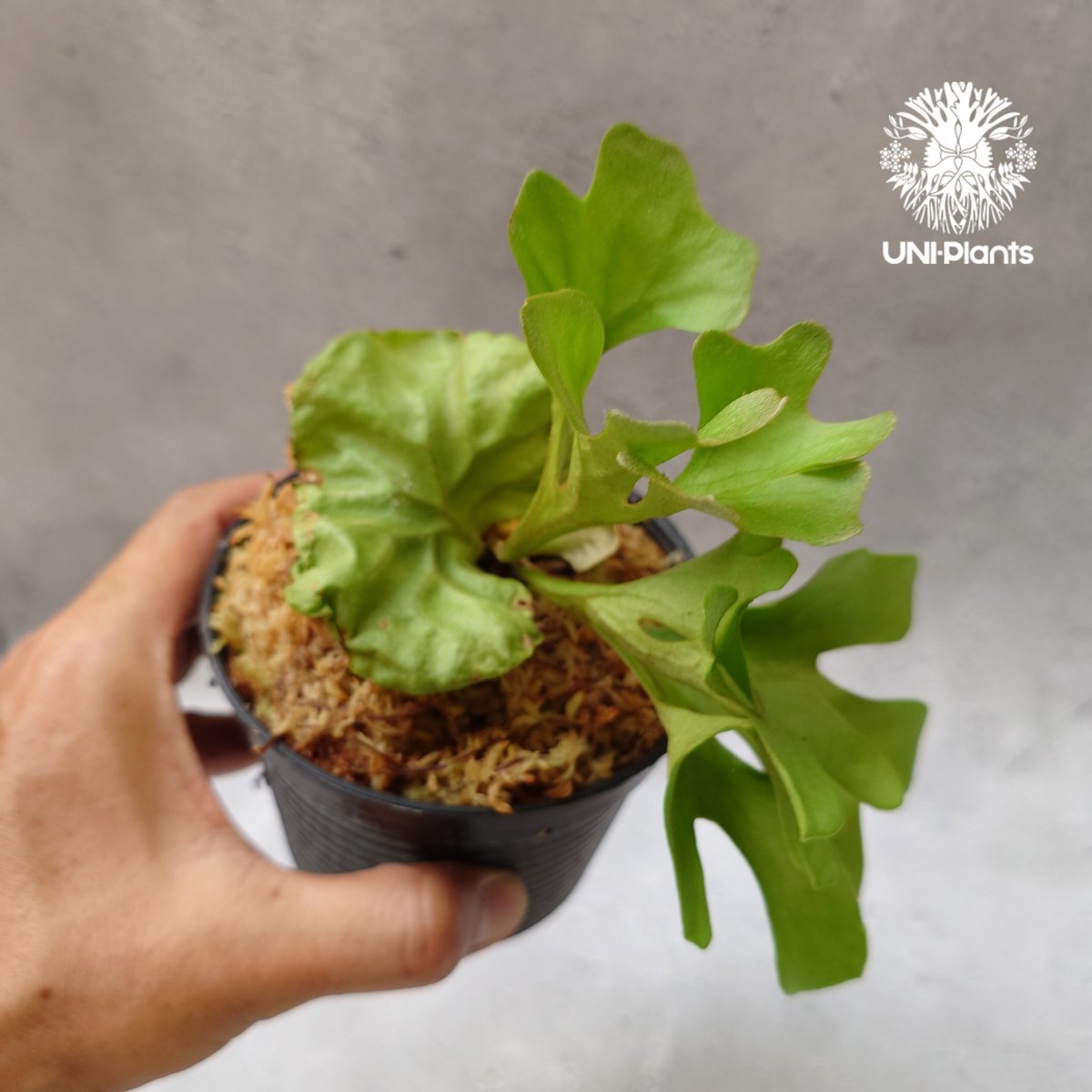 リドレイ　ドワーフ　板付 ビカクシダ リドレイ ドワーフ Platycerium ridleyi Dwarf コウモリ