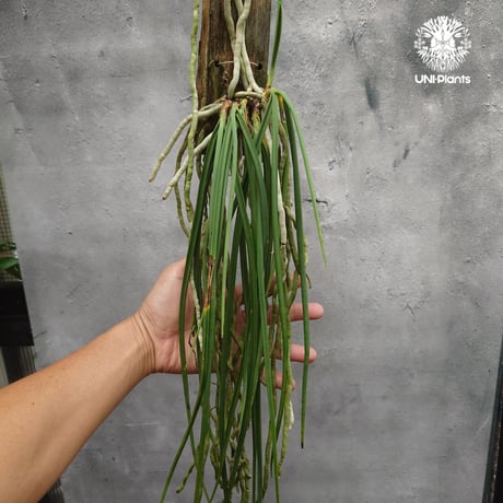 【タイ直輸入】着生ラン セイデンファデニア ミトラタ アルバ ｜珍品・希少ラン・蘭の花｜Seidenfadenia mitrata alba