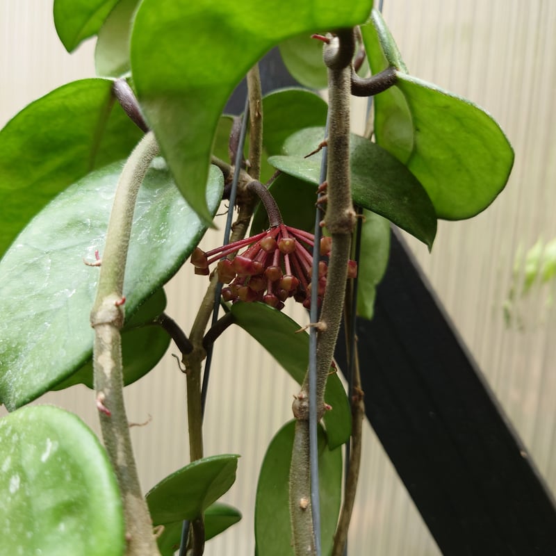 レア　ホヤ　Hoya Collina Biakensis サクララン ホヤ カルノーサ クリンクル8 サクララン ホヤ植物 植物 珍奇