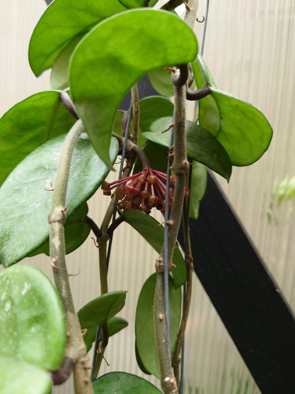 セール　レア　珍種　ホヤ　Hoya chloroleucha サクララン ホヤ カルノーサ クリンクル8 サクララン ホヤ植物 植物 珍奇
