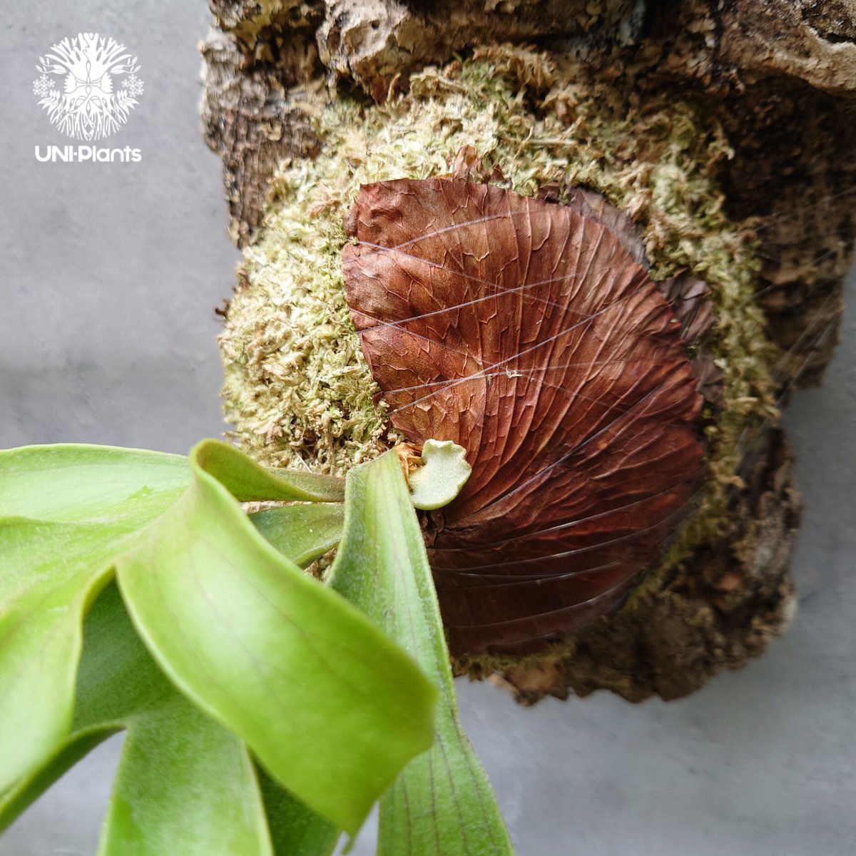 ビカクシダ コロナリウム フィリピネスフォーム Platycerium ビカクシダ コロナリウム フィリピネスフォーム Platycerium