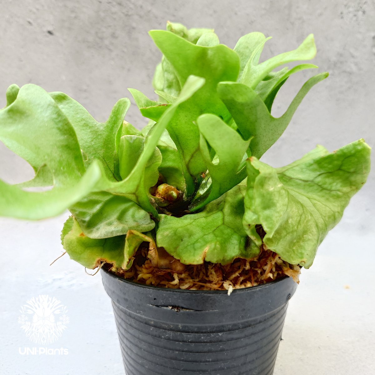 リドレイ　ドワーフ　板付 fit=scale-down,w=1200