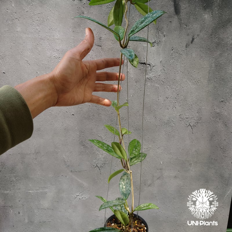 Hoya carnosa Wilbur Graves China ホヤ カルノサ ウィバー グ