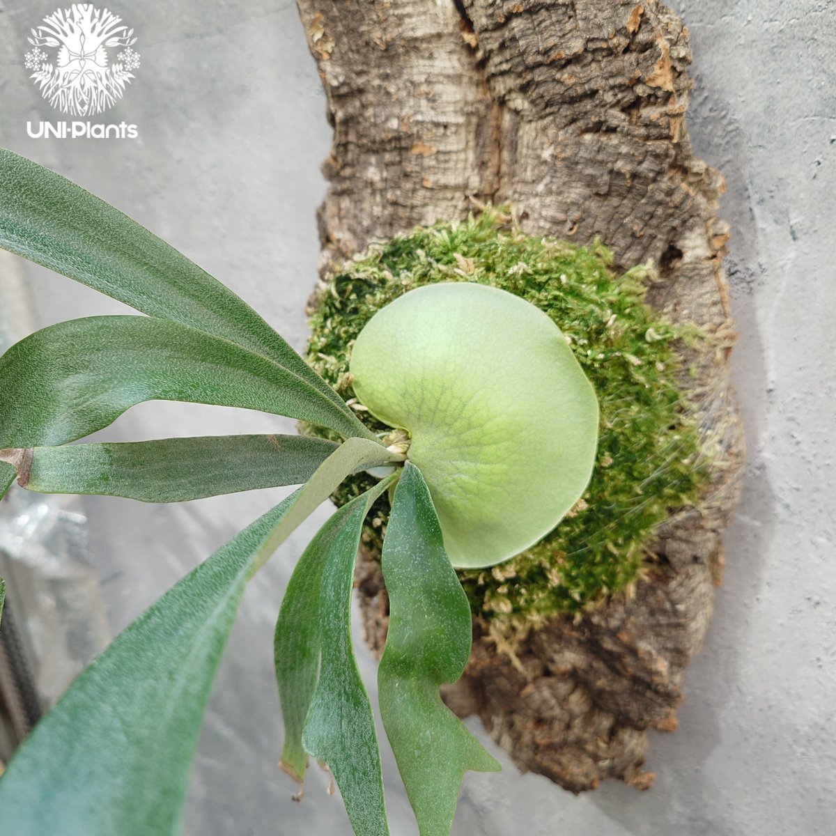 Platycerium Jib Jib (pup)(P. willinckii x P. bi