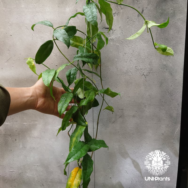 セール　超レア　ホヤ　Hoya danumensis green サクララン Hoya Danumensis UT174 ホヤ ダヌメンシス UT174 ホヤ植物 ホヤの花