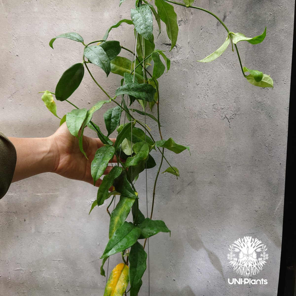 Hoya Danumensis UT174 ホヤ ダヌメンシス UT174 ホヤ植物 ホヤの花