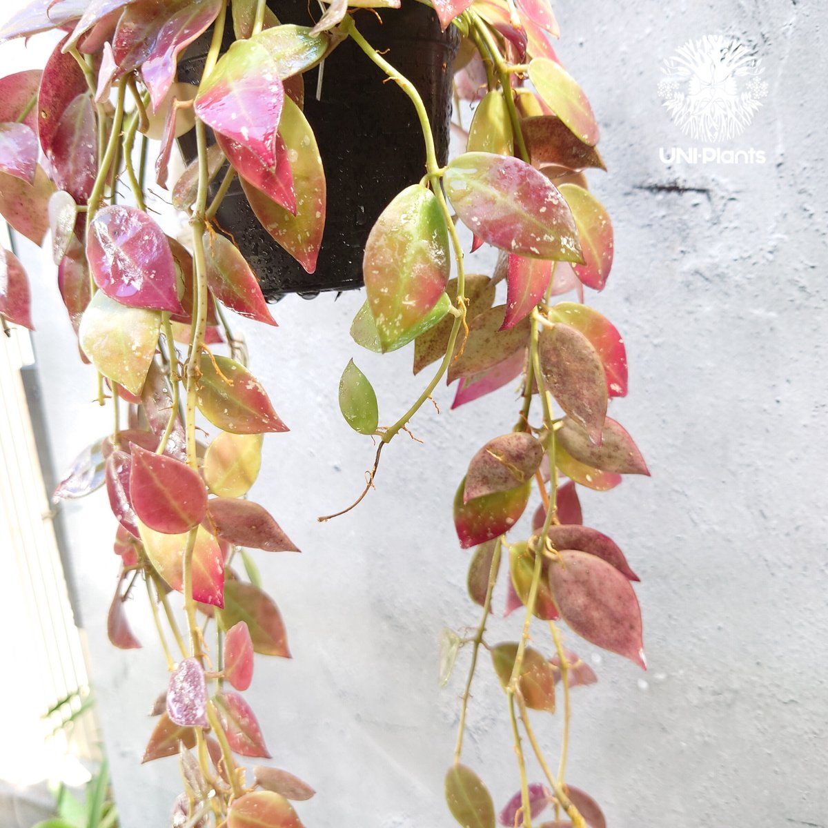 初入荷 Hoya walliniana ut152 ホヤワリニアーナ ホヤ植物 植物 初入荷 Hoya walliniana ut152 ホヤワリニアーナ ホヤ植物 植物