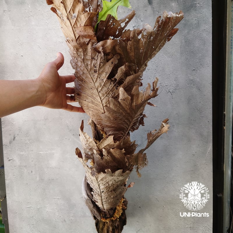 Drynaria quercifolia ドリナリア クエルシフォリア 群生 流木