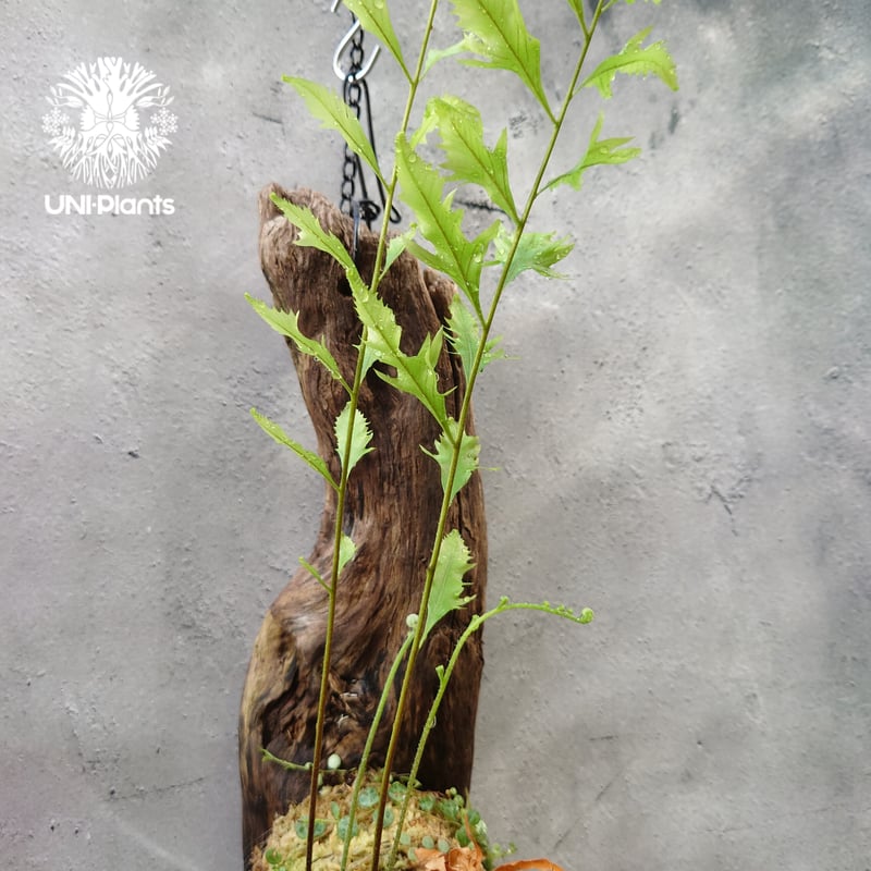 Drynaria rigidula `whitei ドリナリア·リギデュラ'ホワイティ' 流木