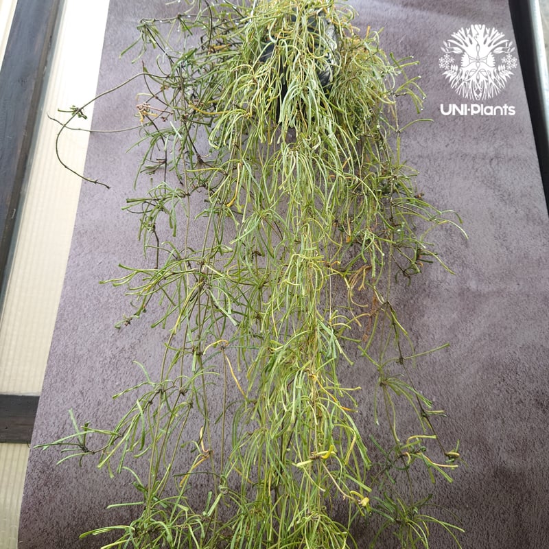 ロング ホヤ hoya レツーサ　超ロング　流木ハンギング Hoya Retusa ホヤ レツーサ ボリュームビックサイズ!! ホヤ 植物 ホヤ