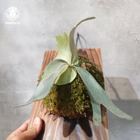 【国内繁殖株・一点物】Platycerium willinckii 'Finger Dancer’ WILD JAVA ｜ビカクシダ フィンガーダンサー｜国内胞子培養株｜Platycerium
