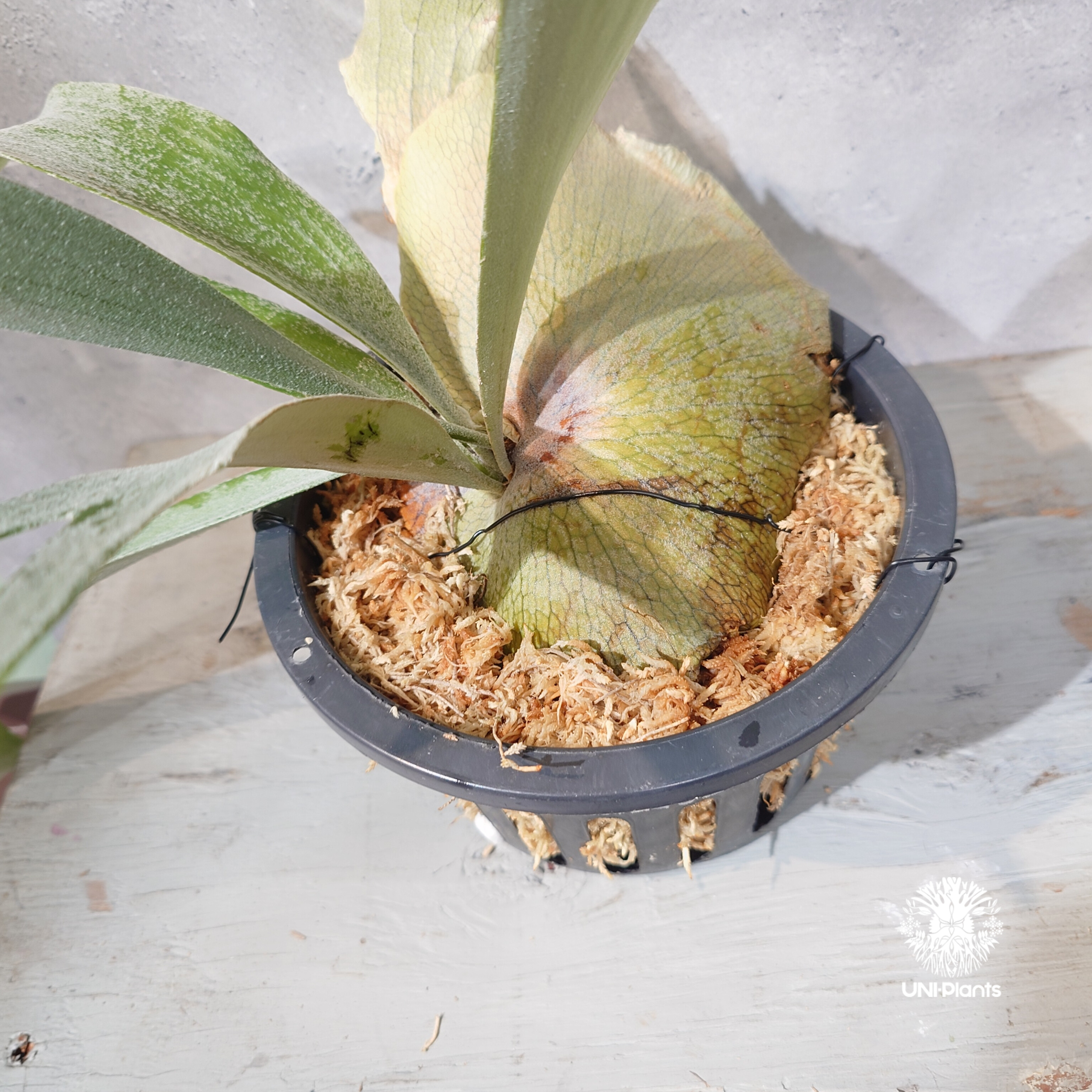 国内繁殖株・一点物】Platycerium bifurcatum 'white' ｜ビカ