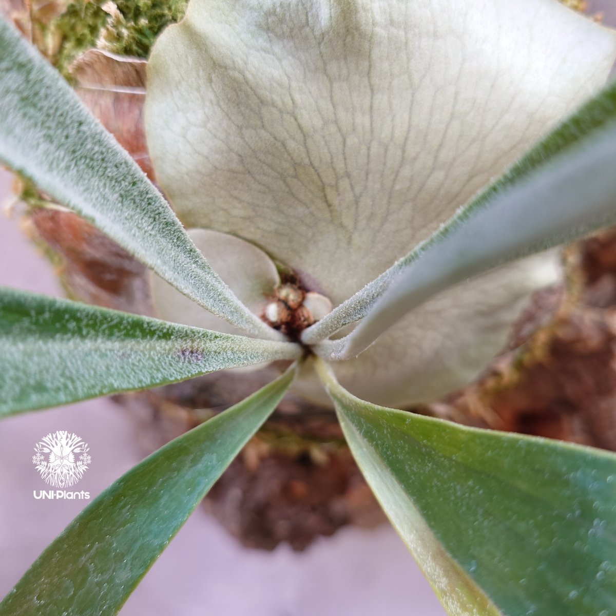 ビカクシダ PLovers 100,001～ | artPLANTs （アートプランツ）