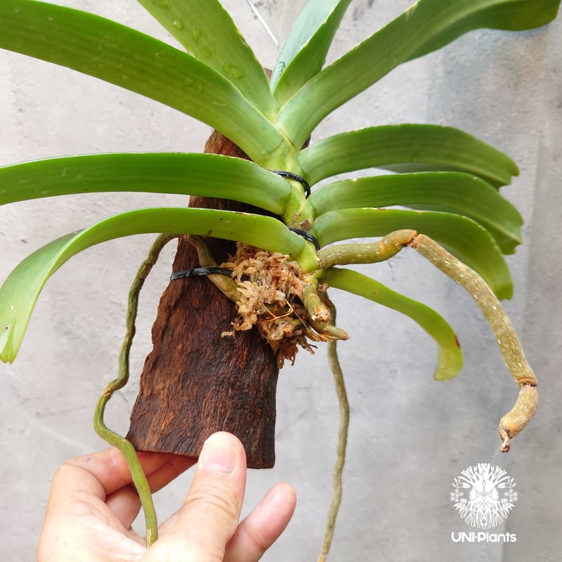リンコスティリス Rhynchostylis hybrid Kom 着生植物 珍しい 着生蘭