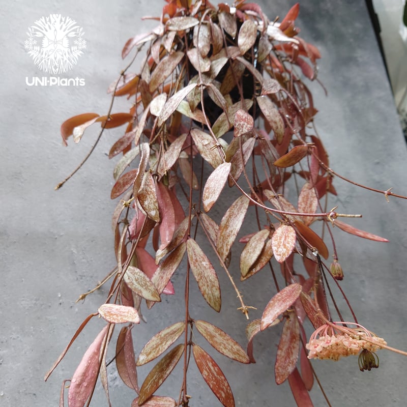 開花中、花座付き。Hoya sigillantis ホヤ シギラティス ホヤ 植物