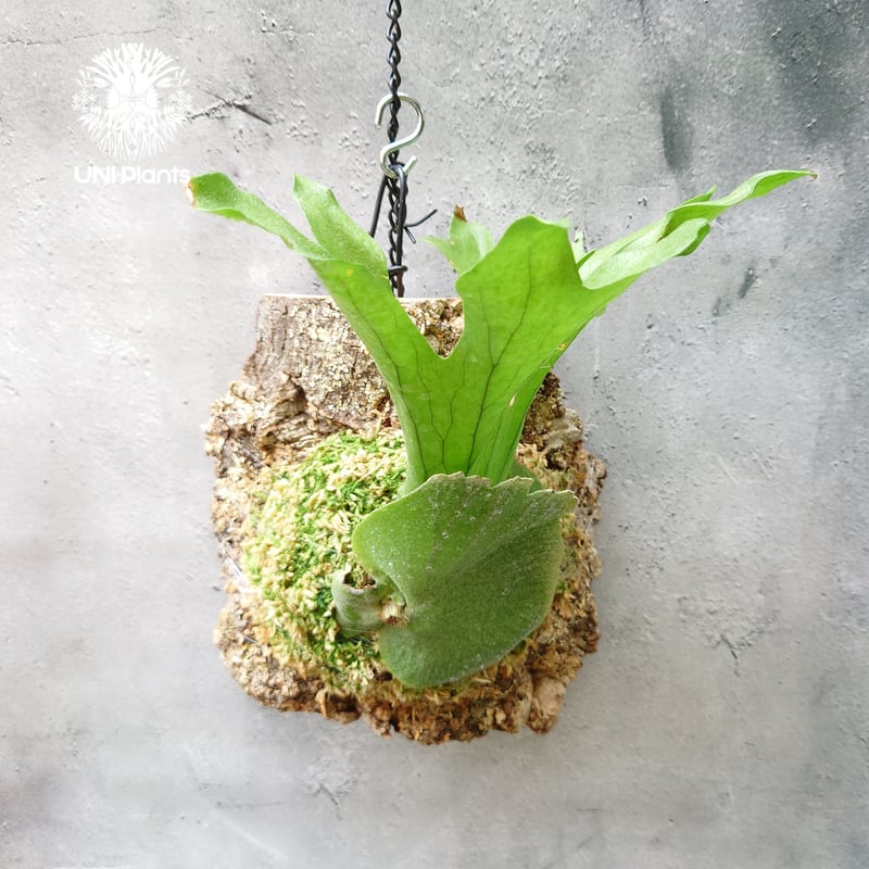 初入荷! ビカクシダ ワリチー Platycerium wallichii コウモリラン ビ