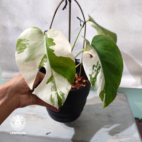【国内繁殖株・一点物】Monstera borsigiana  'Albo'｜モンステラ・ボルシギアナ・ アルボ | 希少種 | モンステラ | Monstera | 斑入り植物