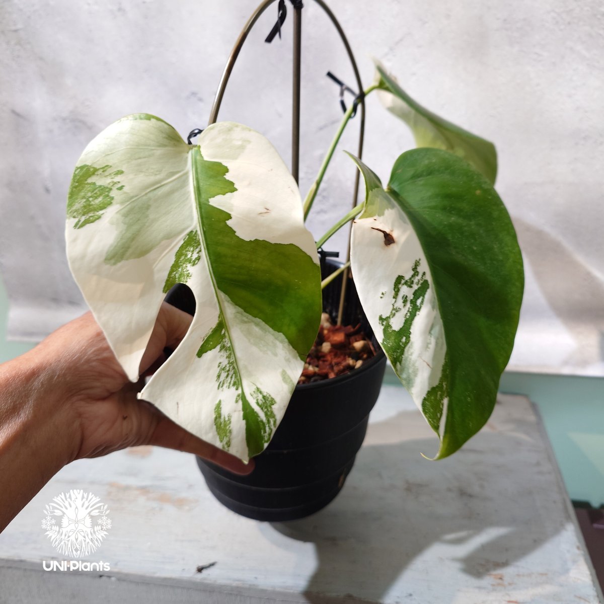 Monstera borsigiana Alboモンステラ・ボルシギアナ・アルボ 国内繁殖株・一点物】Monstera borsigiana 'Albo'｜モンステラ・ボル