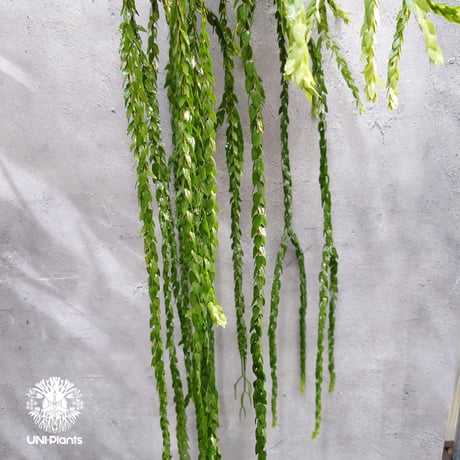 Huperzia spp. フペルジア  Phlegmariurus (フレグマリウルス) 観葉植物 珍奇植物 植物 着生植物 インテリア植物 珍しい シダ植物