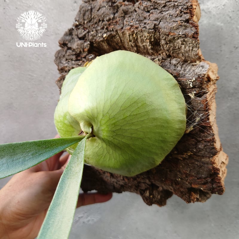 Platycerium African oddity ビカクシダアフリカン・オディッティ コウ