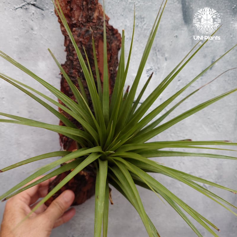 Tillandsia Fasciculata × V. venosispica (M) チラン