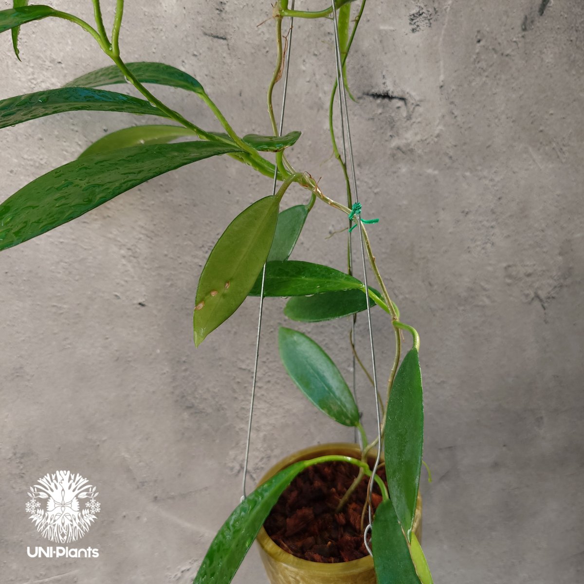 希少! Hoya pubicalyx 'black dragon ホヤ植物 ホヤの花 ホヤプビ