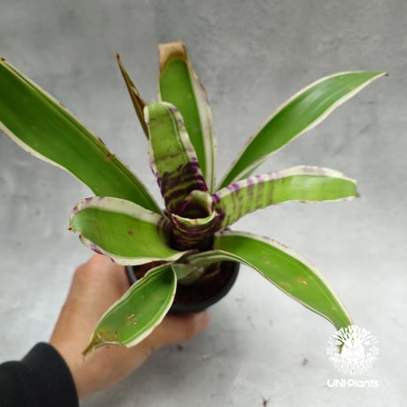 Neoregelia Blueberry Trufflé albo ネオレゲリア  Neoregelia ブロメリア  Bromeliad ブロメリア科ネオレゲリア属