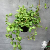 Hoya Polyneura ホヤ ポリネウラ ホヤフィッシュボーン ホヤ植物 ホヤ