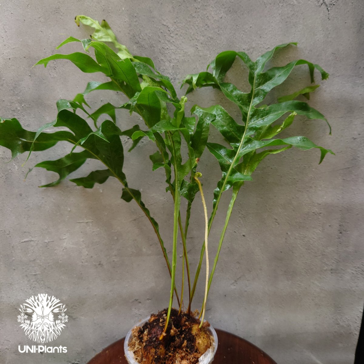 初入荷! Drynaria bonii wild ドリナリア·ボニー タイ産山採り株 初入荷! Drynaria bonii wild ドリナリア·ボニー タイ産山採り株