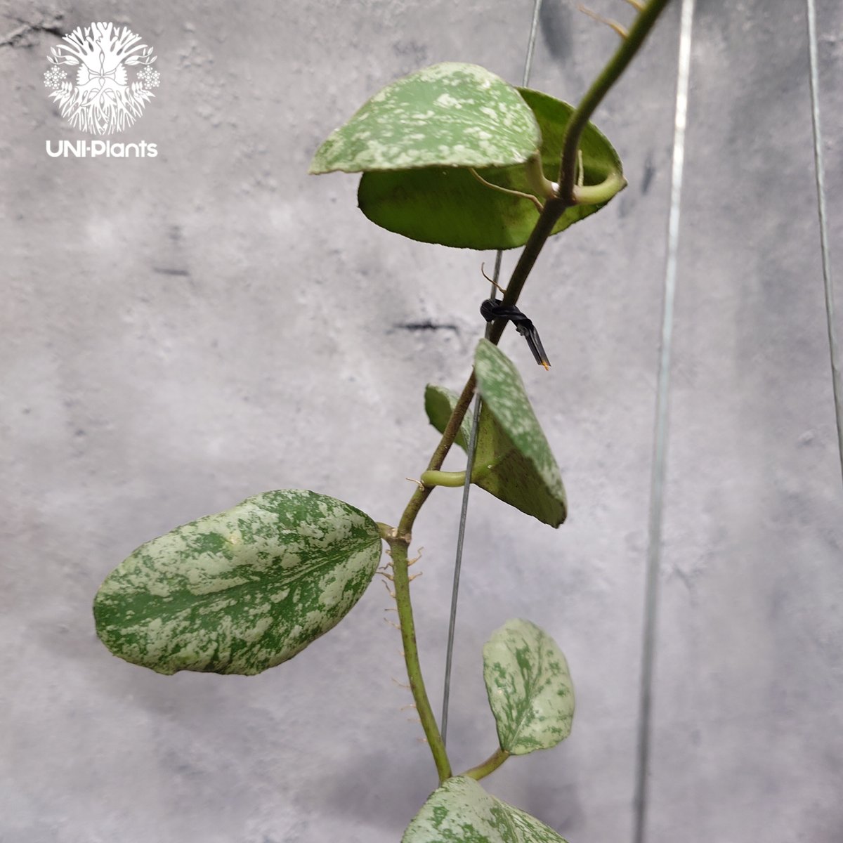 限定1株入荷 Hoya Waymaniae cloudy sky ホヤ ウェイマニアエ クラウ