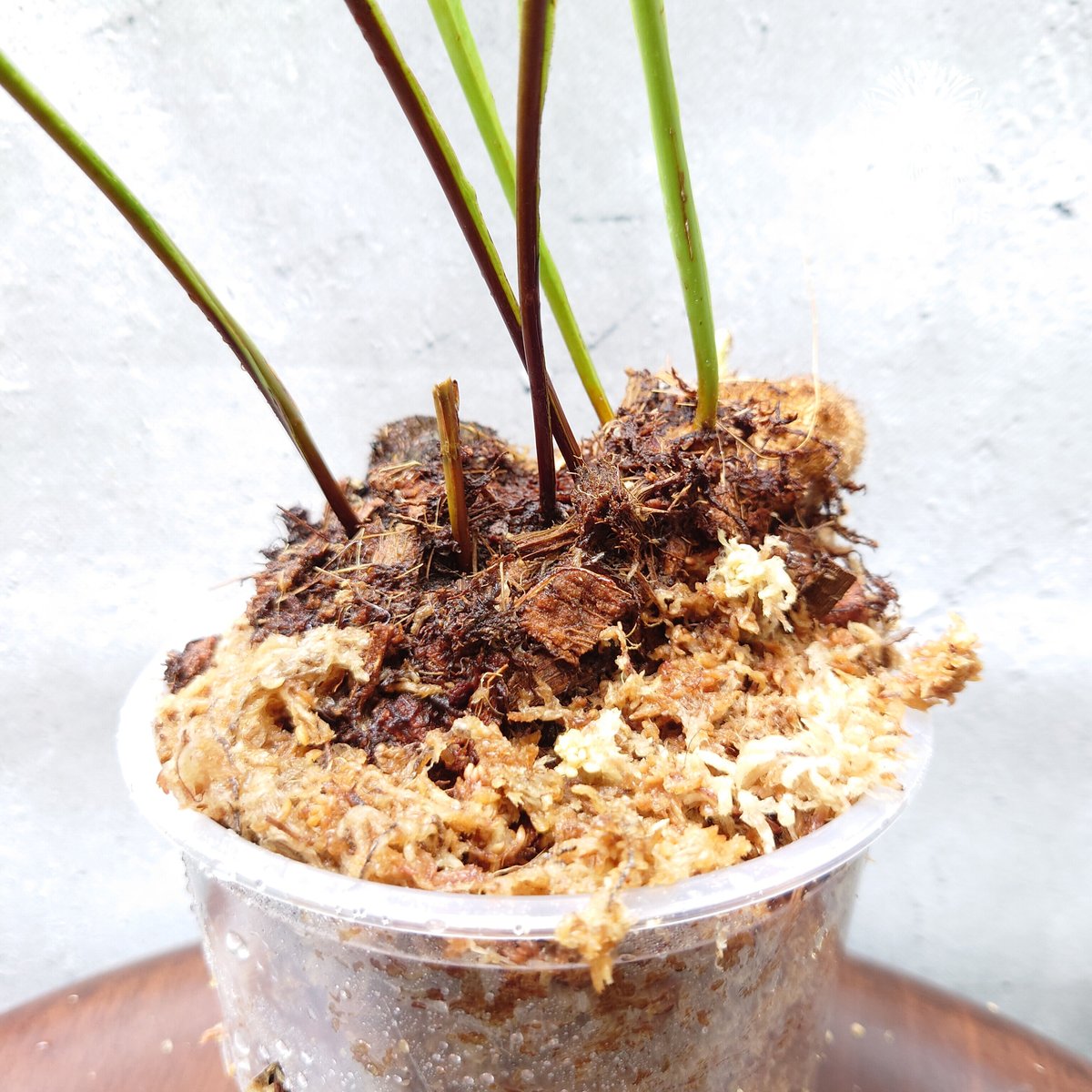 初入荷! Drynaria bonii wild ドリナリア·ボニー タイ産山採り株 観葉 