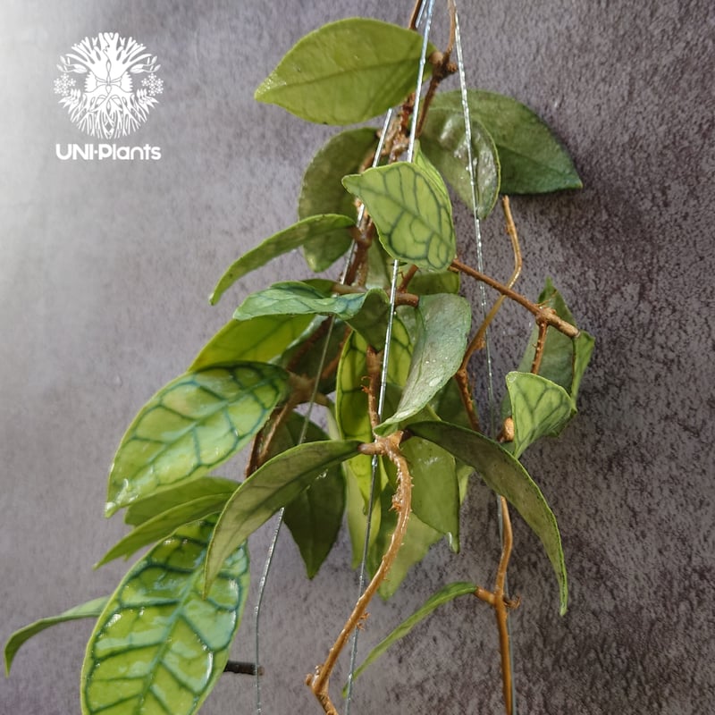 レア　ホヤ　Hoya callistophylla narrow カット Hoya Callistophylla Cutting - Elegant Ribbed Foliage – plantandstories