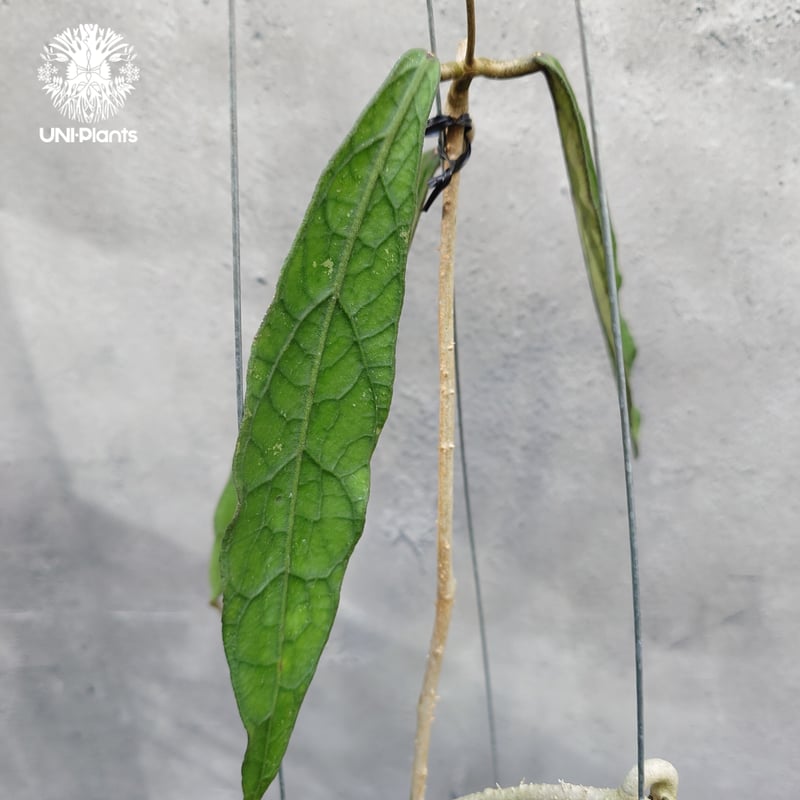 限定1株入荷 Hoya Clemensiorum long leaves ホヤ クレメンシオ