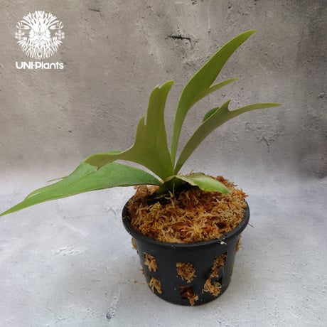 Platycerium willinckii white angel ビカクシダ ウィリンキー ホワイトエンジェル ビカクシダ コウモリラン ビカクシダポット