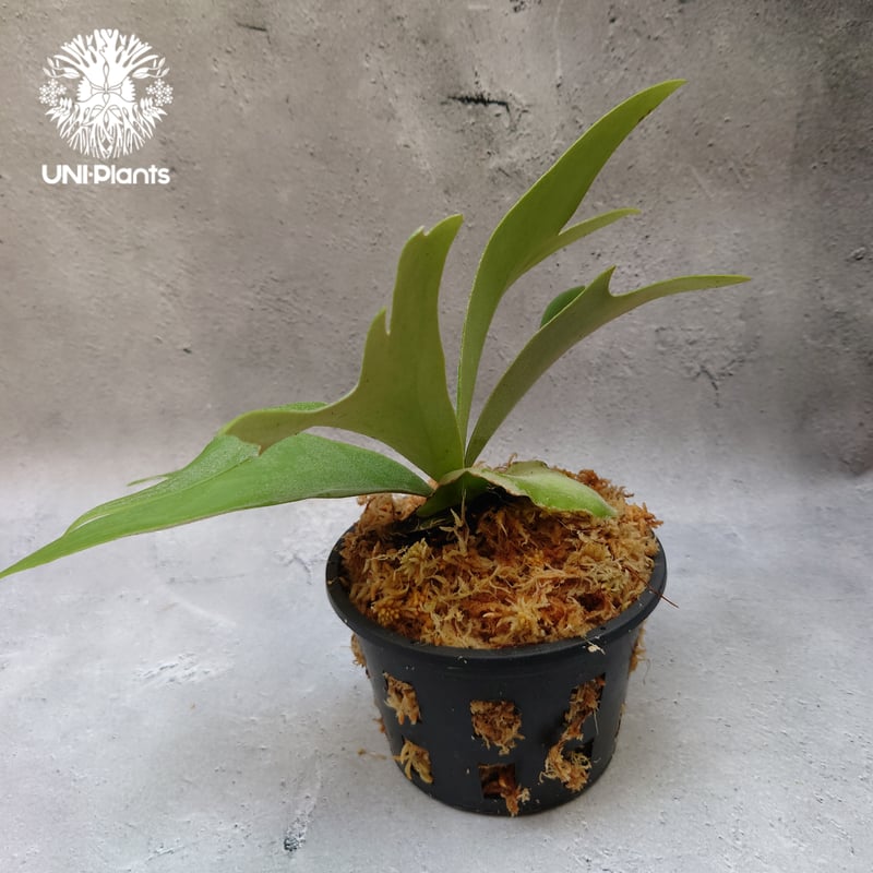 Platycerium willinckii white angel ビカクシダ ウィリンキー