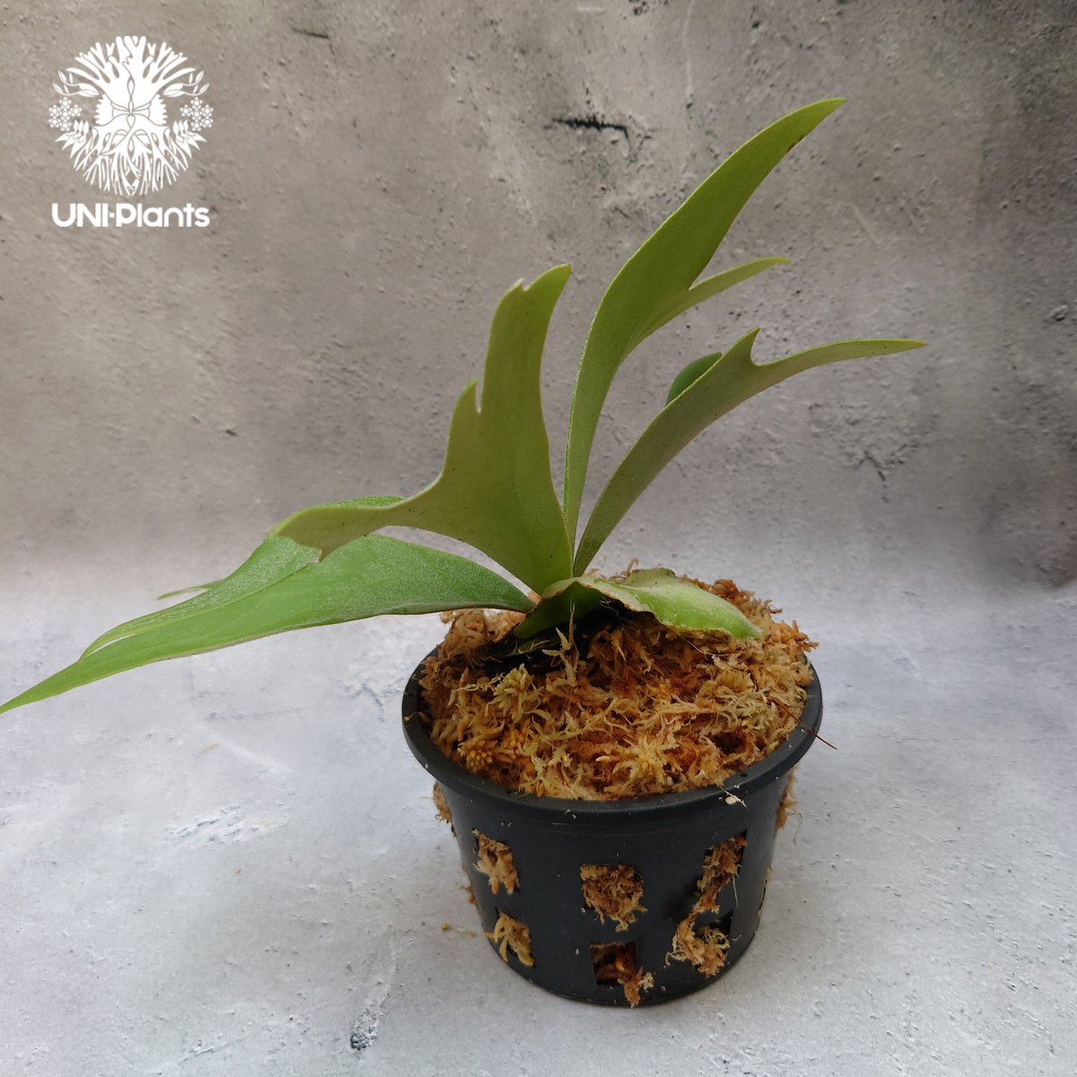 Platycerium willinckii white angel ビカクシダ ウィリンキー