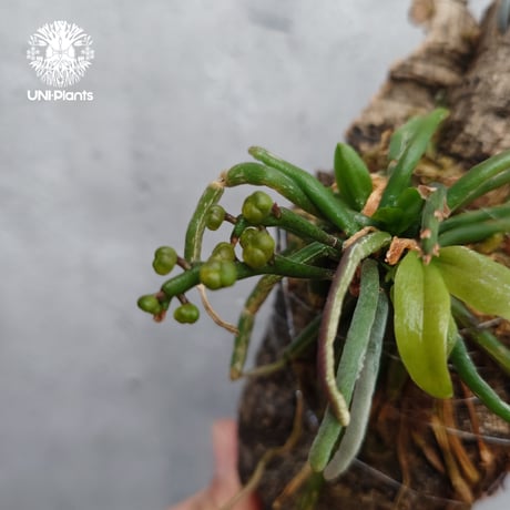 Chiloschista parishii `Nakornpanom`キロスキスタ パリシー `ナコンパノム` 着生植物 珍しい 着生蘭 着生ラン 無葉蘭 珍奇植物 インテリア植物 ハンキング植物