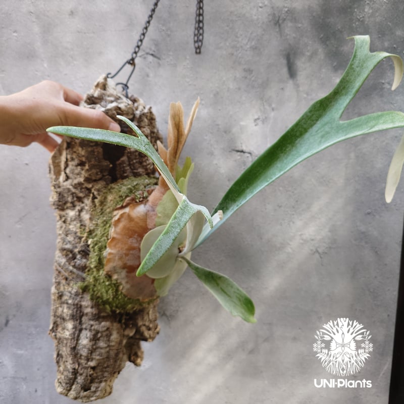 ビカクシダ ピューチャン Platycerium pewchan コウモリラン