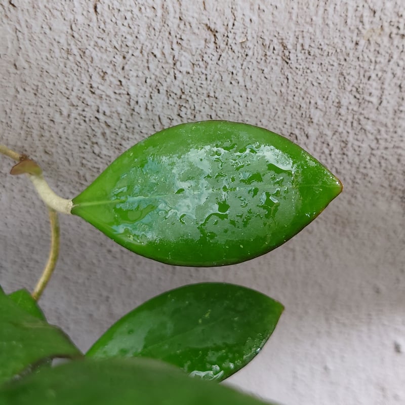 Natalia　ホヤ Hoya cv. Nathalie ホヤ cv.ナタリー ホヤ植物 希少なホヤ植物