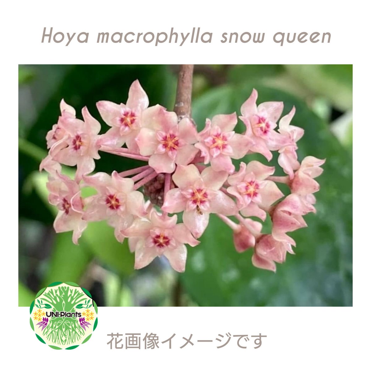 レア ホヤ Hoya latifolia 'Snow Queen'サクララン