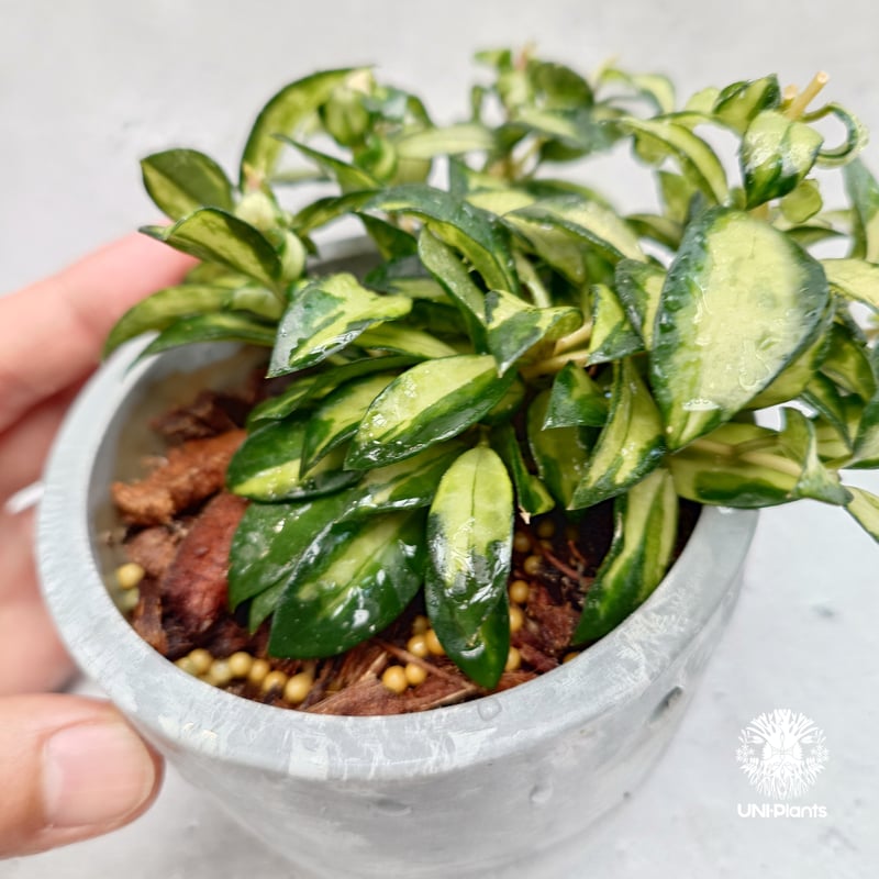 Hoya Lacunosa Bruno ホヤ ラクノーサ ブルーノ 斑入り ホヤ植物 ホヤ