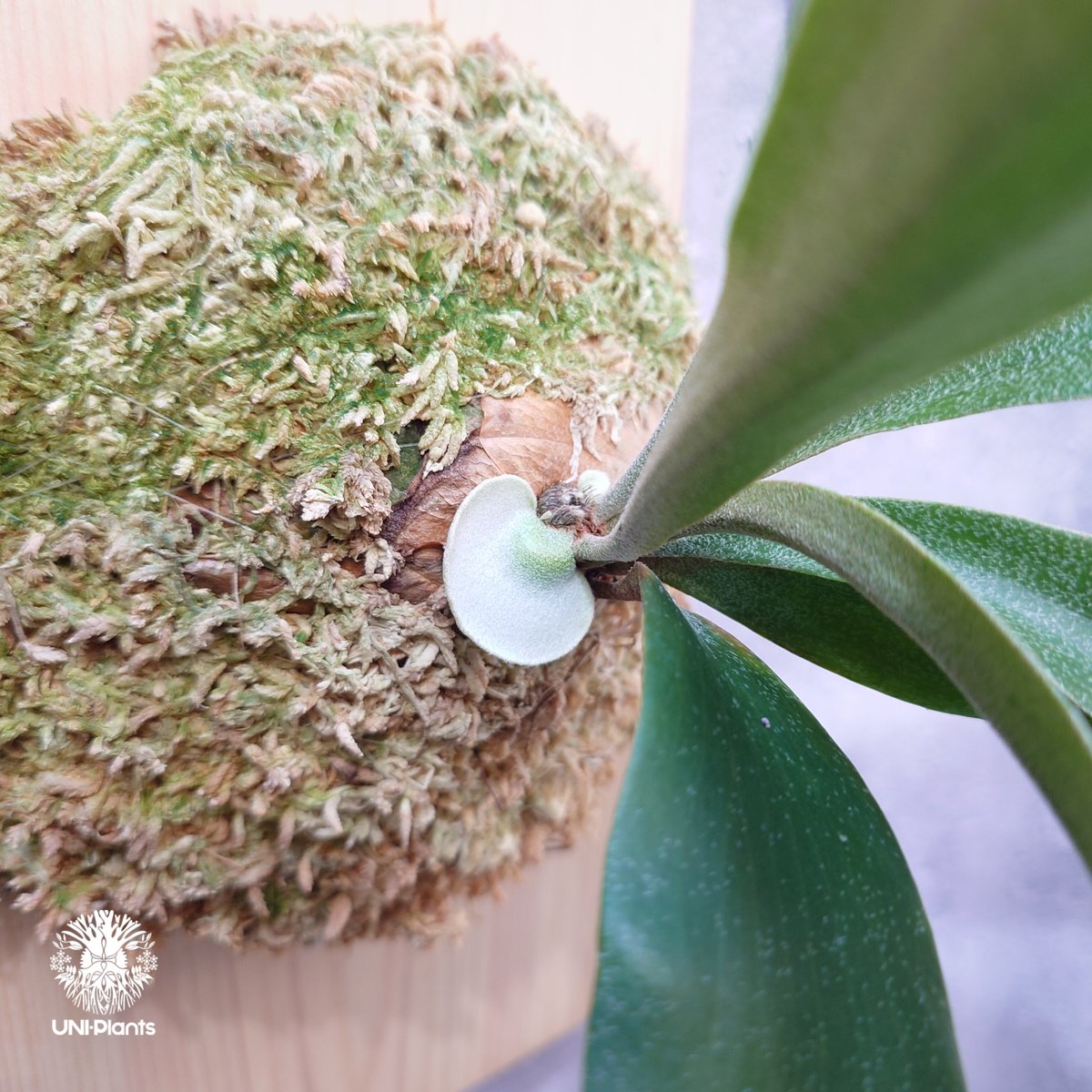 Platycerium Nam Mao(pup) ビカクシダ ナーム マオ(子株) ビカクシダ