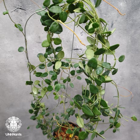 【ご予約者様専用ページ】 ご予約No.UH-251019-1040 Hoya Plleana / Hoya Versteegii
