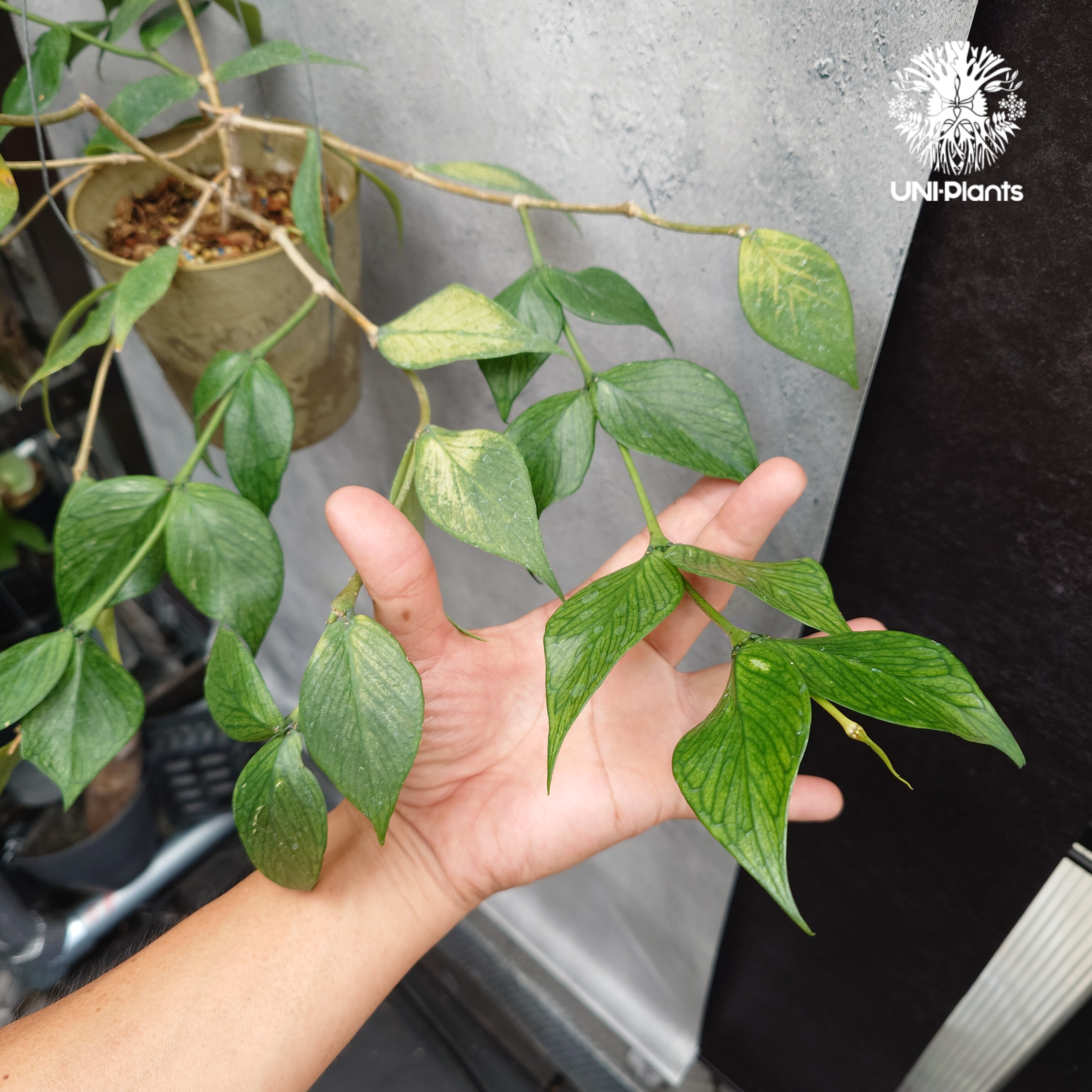 ホヤ ポリネウラ 中斑 ホヤ植物 フィッシュテール Hoya Polyneura ホヤ ポリネウラ ホヤフィッシュボーン ホヤ植物 ホヤ