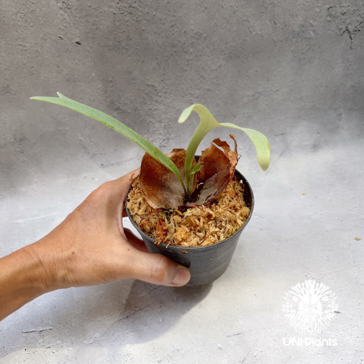 【ビカクシダ】P. willinckii YMDS pup【子株】B Platycerium Jib Jib (pup)(P. willinckii x P. bi