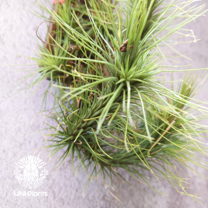 Tillandsia funckiana large form ティランジア チランジア・フン